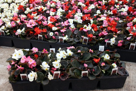 Begonias